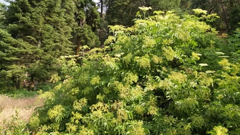 Elderberry Tree, Old Growth Forest, Pine Trees, Oak Trees Video stock 280325641