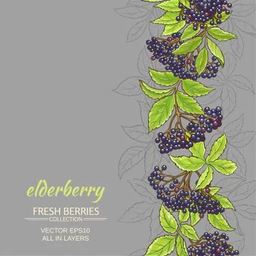 Elderberry vector background Stock Illustration