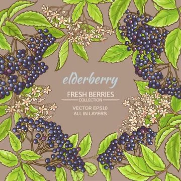 Elderberry vector frame Stock Illustration
