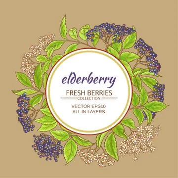 Elderberry vector frame Stock Illustration