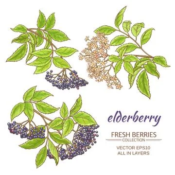 Elderberry vector set Stock Illustration