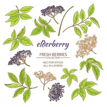 Elderberry vector set Stock Illustration