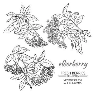 Elderberry vector set Illustrazione stock