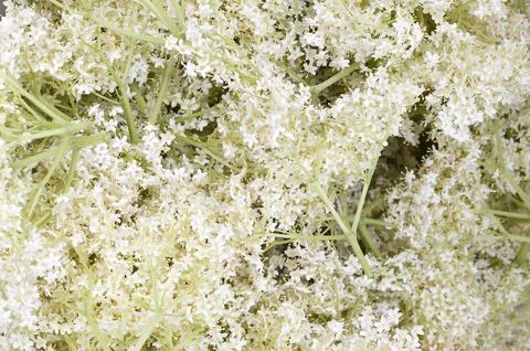 Elderflower background Stock Photos