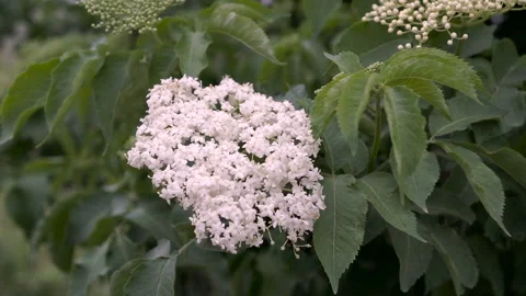 Elderflower blooming Stock Footage 89712924