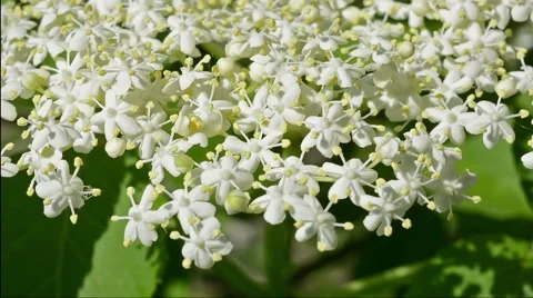 Elderflower blooming in the wind close up Stock Footage 50718863