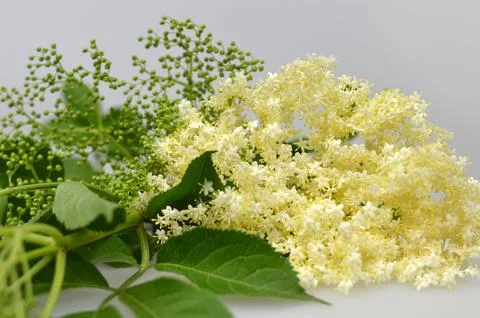 Elderflower close up Stock Photos