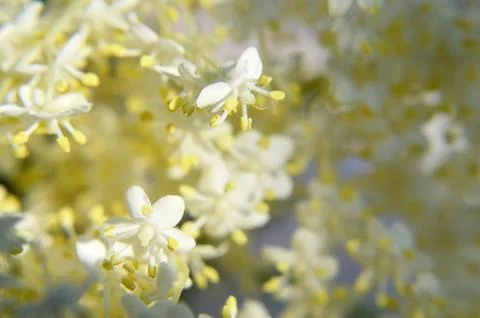 Elderflower closeup  background Foto stock