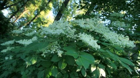 Elderflower. Stock Footage 6530931