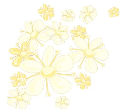 Elderflower Stock Illustration