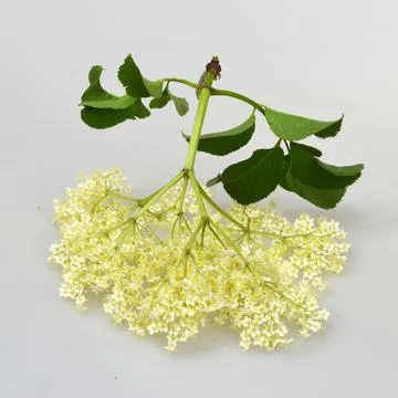 Elderflower on light background Stock Photos