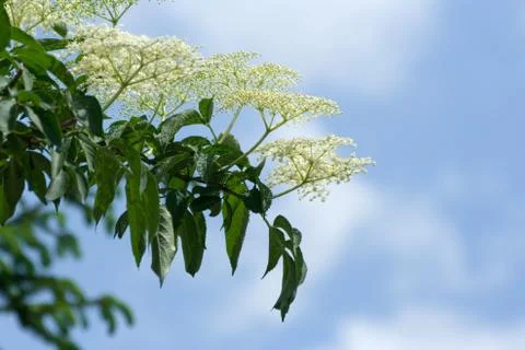 Elderflower Stock-Fotos