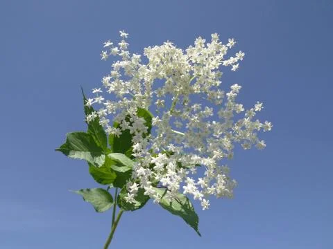 Elderflower Foto stock