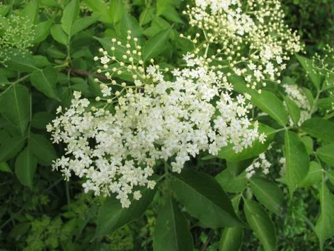 Elderflower Stock-Fotos