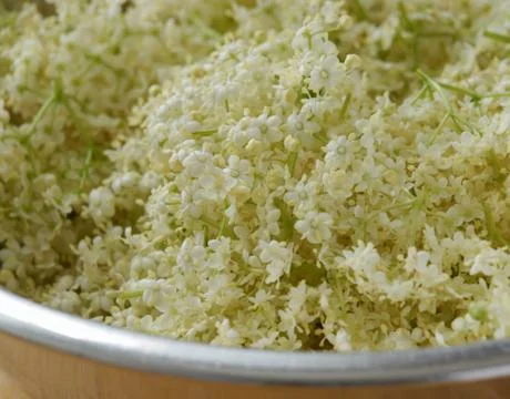 Elderflower Stock Photos