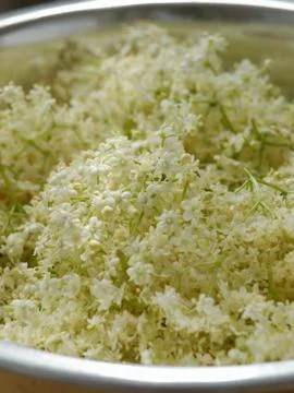 Elderflower Stock Photos