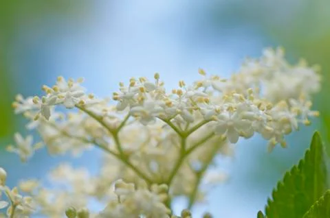 Elderflower Stock Photos