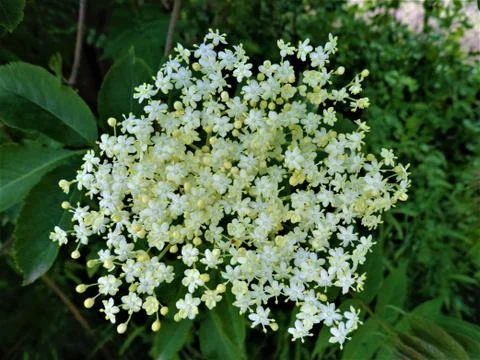 Elderflower 스톡 사진