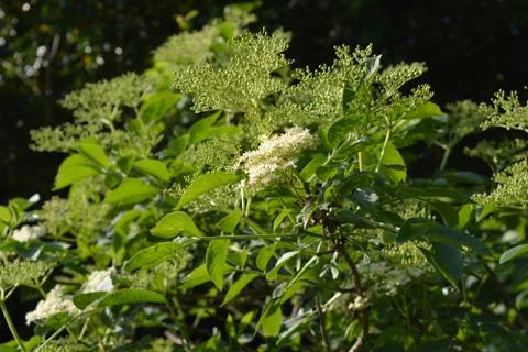 Elderflower Stock Photos