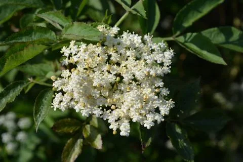 Elderflower Stock Photos