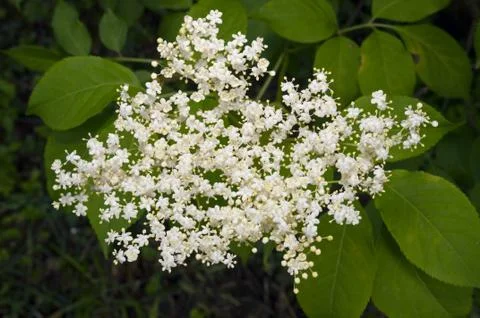Elderflower Fotos de archivo