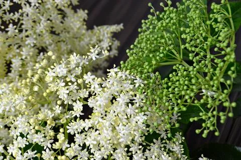 Elderflower Stock Photos