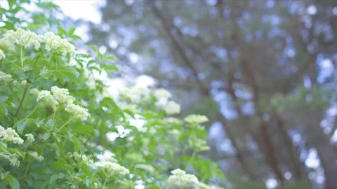 Elderflower trees in park Stock Footage 76135456