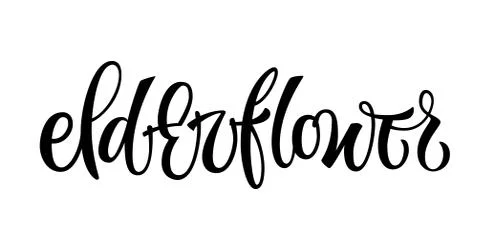 Elderflower - vector hand drawn calligraphy style lettering word. Stock Illustration