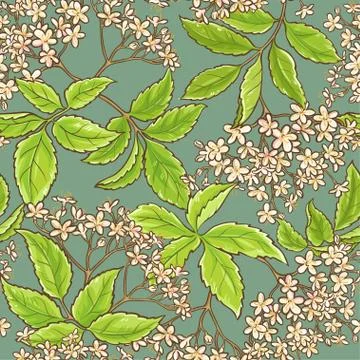 Elderflower vector pattern Stock Illustration