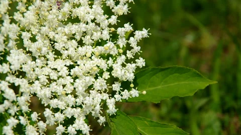 Elderflower in the wind Stock Footage 38980415