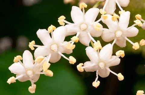 Elderflowers bloom macro Stock Photos