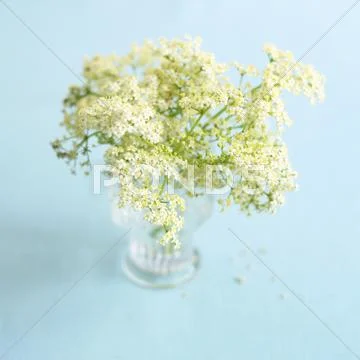 Elderflowers In A Glass Vase