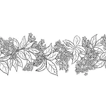 Elderflowers Outline Horizontal Seamless Pattern. Stock Illustration