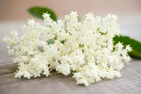 Elderflowers Stock Photos