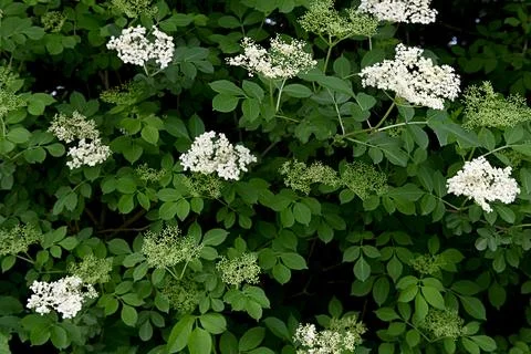 Elderflowers Foto stock