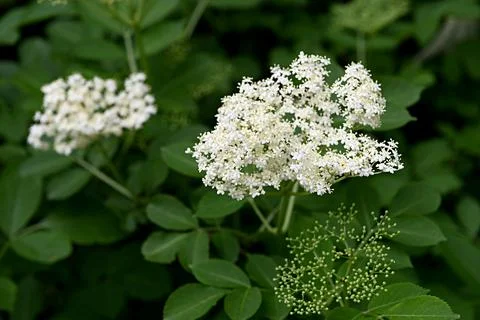 Elderflowers 库存照片