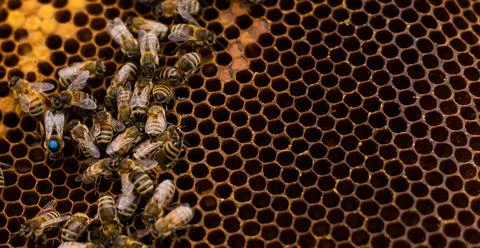 An elderly beekeeper examines the frames with bees near the hives Stock Photos