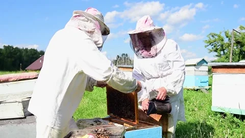 Elderly beekeepers working with bees. Stock Footage 167366577