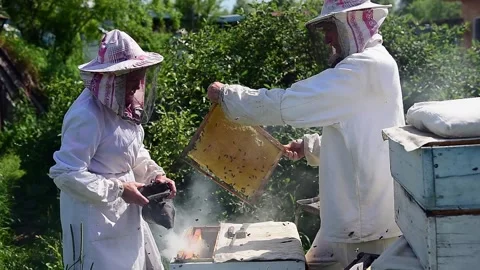 Elderly beekeepers working with bees. Video stock 167366616
