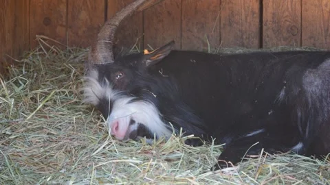 An elderly billy goat with impressive horns relaxes on hay in a barn. The g.. Video stock 280032251