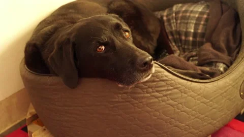 Elderly Black Labrador Video stock 167291784