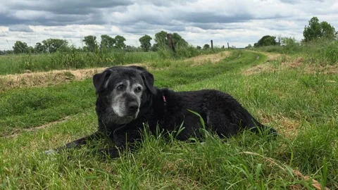 An elderly black Labrador with a graying muzzle resting in a green meadow Video stock 336340236
