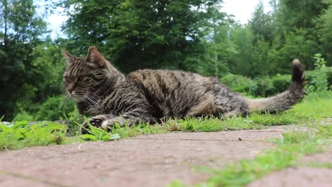 Elderly blind grey tabby cat resting on green summer garden path Stock Footage 169583273