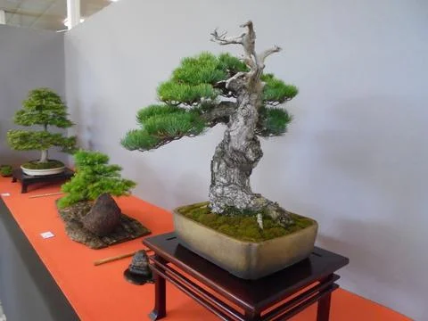 Elderly bonsai pine tree with thick trunk growing from mossy flowerpot Stock Photos