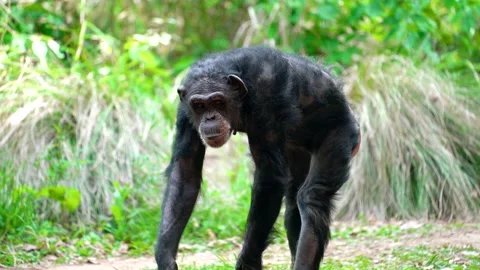 Elderly chimpanzee walking toward camera - 4K Stock Footage