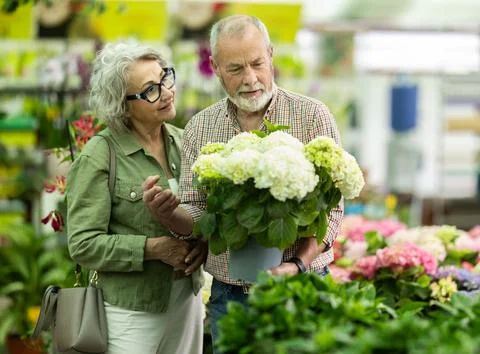 Elderly choosing hydrangea in pot at flower shop Stock Photos