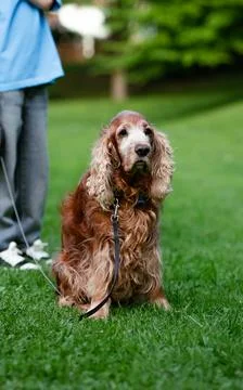 Elderly Cocker Spaniel on a Leash Sitting on Green Grass in the Park Foto stock