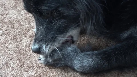Elderly dog tries to get a splinter out of its paw Stock Footage 111351121