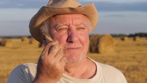 Elderly farmer chewing wheat spike in harvested field Stock Footage 337221738