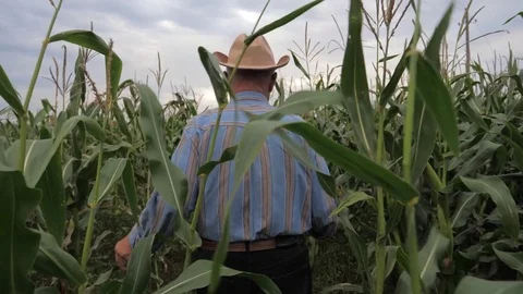 Elderly Farmer In A Cowboy Hat Goes Through the Corn Field, View Back. Stock Footage 80750148